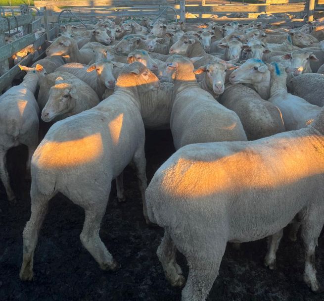 sheep